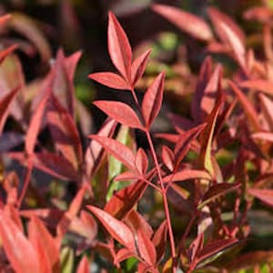 May include: Close-up of Nandina domestica plant with vibrant red leaves. The leaves are slender and pointed, arranged in a delicate, feathery pattern. The background is blurred, highlighting the rich color and texture of the foliage.