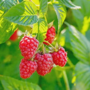 Puede incluir: Primer plano de frambuesas rojas maduras en una rama verde y frondosa. Las frambuesas est&aacute;n agrupadas, mostrando su superficie texturizada y su color vibrante. La imagen resalta la belleza fresca y natural de la fruta.