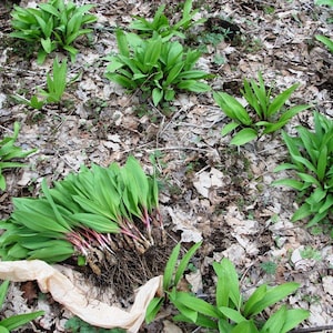 20 Wild Ramps Bulbs Only Bare Roots Wild Leeks Allium tricoccum image 3