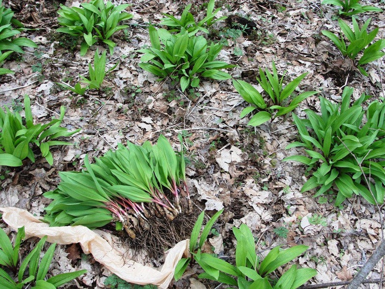 20 Wild Ramps Bulbs Only Bare Roots Wild Leeks Allium tricoccum image 3