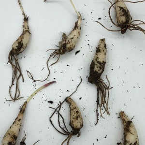 20 Wild Ramps Bulbs Only Bare Roots Wild Leeks Allium tricoccum image 6