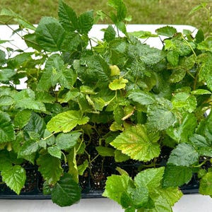 K&ouml;nnte beinhalten: Eine Schale mit jungen gr&uuml;nen Pflanzen mit gro&szlig;en, strukturierten Bl&auml;ttern. Die Pflanzen sind dicht gepackt, wobei einige Bl&auml;tter gelbe und braune Farbt&ouml;ne aufweisen. Das Bild wurde im Freien aufgenommen, mit einer wei&szlig;en Oberfl&auml;che und gr&uuml;nem Gras im Hintergrund.