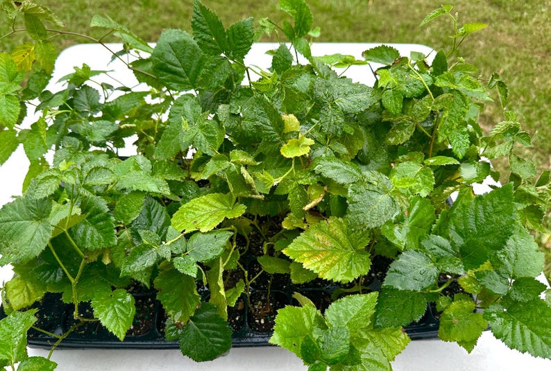 K&ouml;nnte beinhalten: Eine Schale mit jungen gr&uuml;nen Pflanzen mit gro&szlig;en, strukturierten Bl&auml;ttern. Die Pflanzen sind dicht gepackt, wobei einige Bl&auml;tter gelbe und braune Farbt&ouml;ne aufweisen. Das Bild wurde im Freien aufgenommen, mit einer wei&szlig;en Oberfl&auml;che und gr&uuml;nem Gras im Hintergrund.