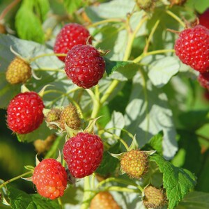 May include: Close-up of a raspberry plant with bright red, ripe berries. The berries are clustered on green stems with green leaves. Some berries are still developing and are yellow.