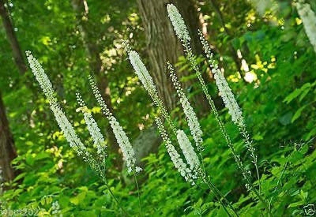 5 Black Cohosh Plants Bare Roots Actaea Racemosa Organic Root