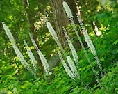3 Black Cohosh Plants Bare Roots Actaea Racemosa Organic Root Transplant Bulbs For Planting