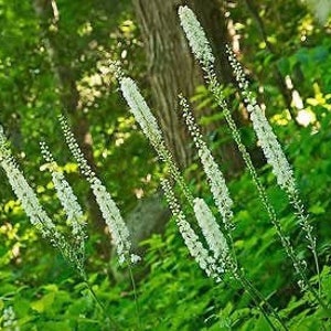 100 Black Cohosh Plants Bare Roots Actaea Racemosa Organic Root Transplant