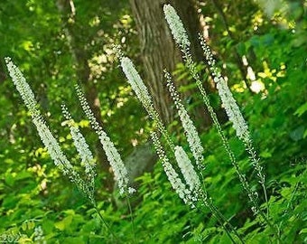 5 Black Cohosh Plants Bare Roots Actaea Racemosa Organic Root Transplant