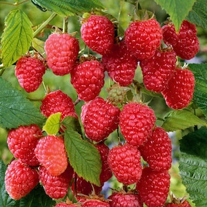 May include: A close-up of a cluster of ripe red raspberries on a green leafy branch. The raspberries are a vibrant red color and appear juicy. The image showcases the natural beauty of the fruit.