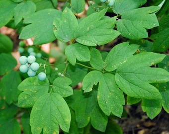 May include: A close-up of a green leafy plant with clusters of light blue berries.