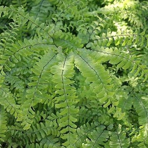 3 Maidenhair Fern Plant Bare Root Adiantum diaphanum Organic Roots image 3