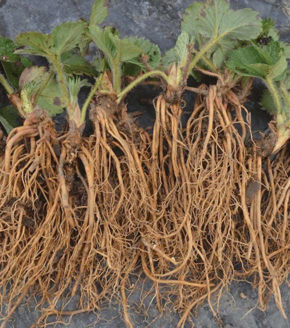 Strawbarry Roots 5 Eversweet Strawberry Bare Roots - Fragaria × Ananassa - Etsy