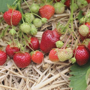 May include: A close-up of ripe red strawberries and unripe green strawberries on a bed of straw. The strawberries are in various stages of ripeness, with some still green and others a deep red color.