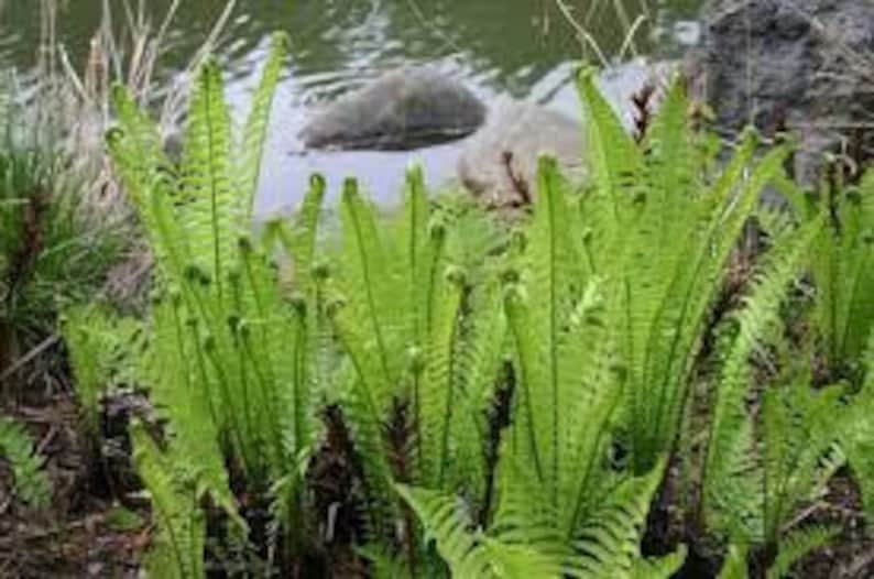 5 Ostrich Fern Bare Root Fiddlehead Matteuccia Struthiopteris Perennial Wildflower Transplant image 3