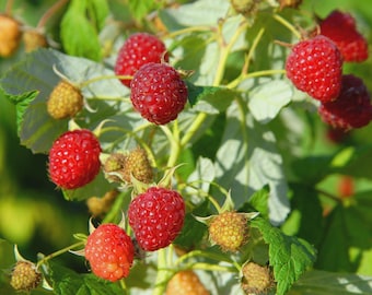 May include: Close-up of a raspberry plant with vibrant red berries. The image shows several ripe raspberries, varying in size, attached to green stems with leaves. Some berries are still developing.