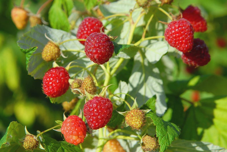 May include: Close-up of a raspberry plant with bright red, ripe berries. The berries are clustered on green stems with green leaves. Some berries are still developing and are yellow.