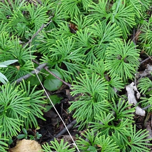 3 Fan Clubmoss Ground Cedar Lycopodium Complanatum Evergreen Ground Cover Vine Wildflower Native Transplant