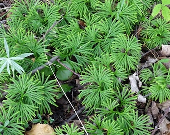 20 Fan Clubmoss Ground Cedar Lycopodium Complanatum Evergreen Ground Cover Vine Wildflower Native Transplant