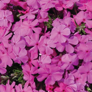 May include: Close-up of vibrant pink flowers with five petals, clustered together. The petals have a soft texture and a darker pink center. Green foliage is visible between the blooms, creating a natural, floral arrangement.