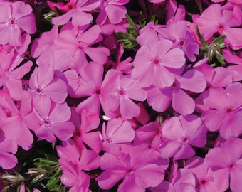 5 Creeping Phlox Pink Diamond Flower Starter Plugs