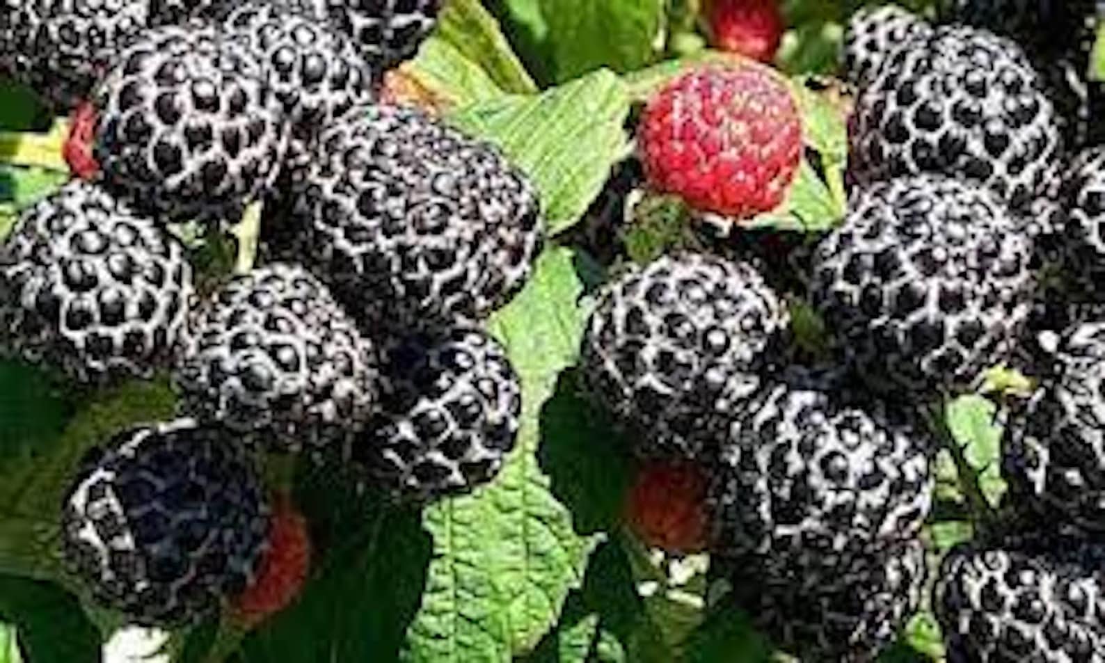 1 Black Hawk Black Raspberry Plants Rubus Occidentalis 1-2 Yr Old Hardy ...