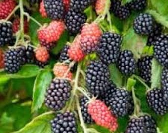 May include: A close-up of a blackberry bush with ripe blackberries and red raspberries growing on the branches.
