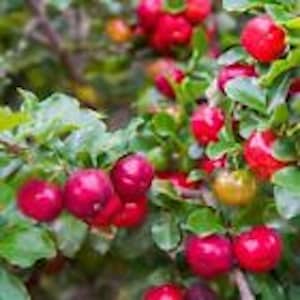 May include: A close-up of a bush with many small, bright red berries. The berries are clustered together on the branches, and the leaves are green and lush.