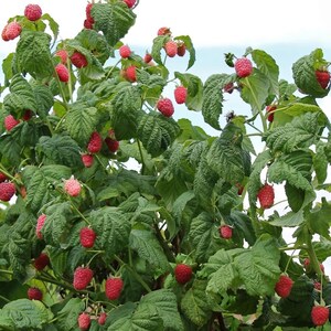 May include: A close-up of a raspberry bush laden with ripe, red raspberries. The green leaves provide a backdrop for the vibrant berries, with some still in the process of ripening. The image captures the freshness of the fruit.