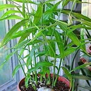 3 Ginger Root Plant Zingiber Official Baby Ginger Yellow ginger Starter Plant Plug