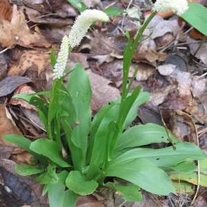 Puede incluir: Primer plano de una flor silvestre blanca con tallos largos y delgados y hojas verdes. La flor est&aacute; en flor y tiene un aspecto delicado y plumoso.