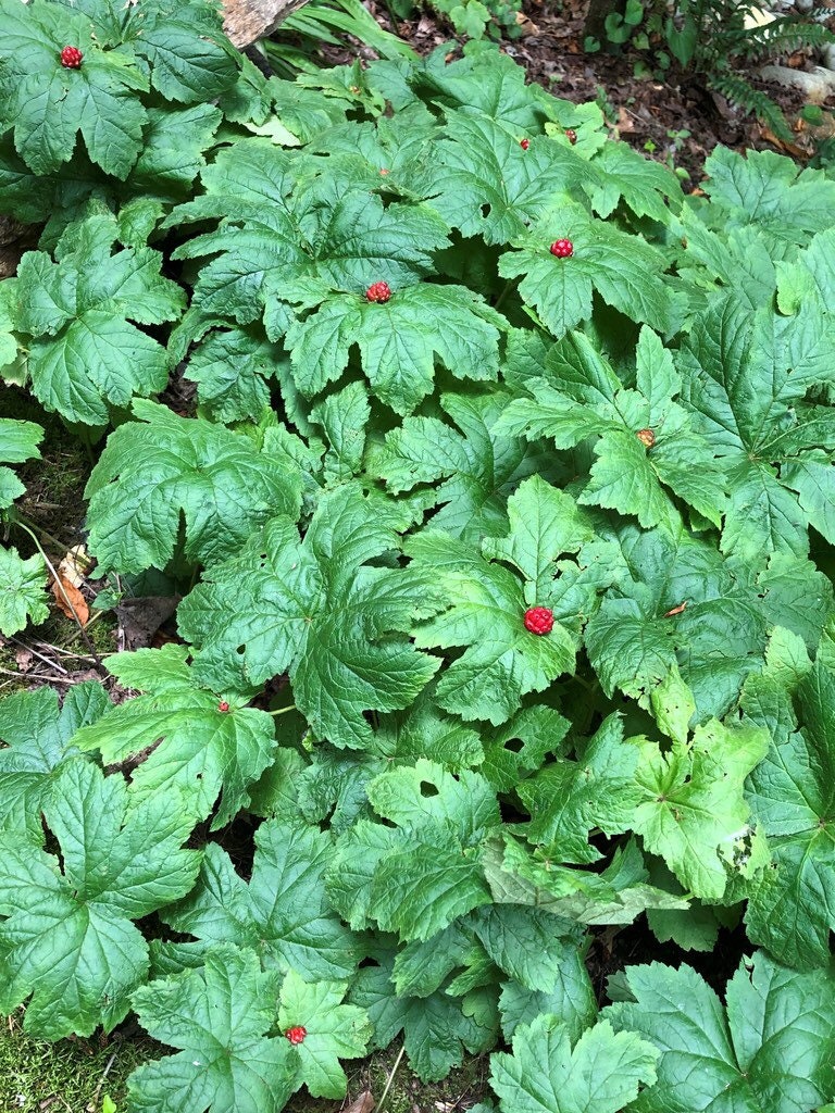 100 Goldenseal Plant Bare Roots Hydrastis Canadensis Organic Etsy