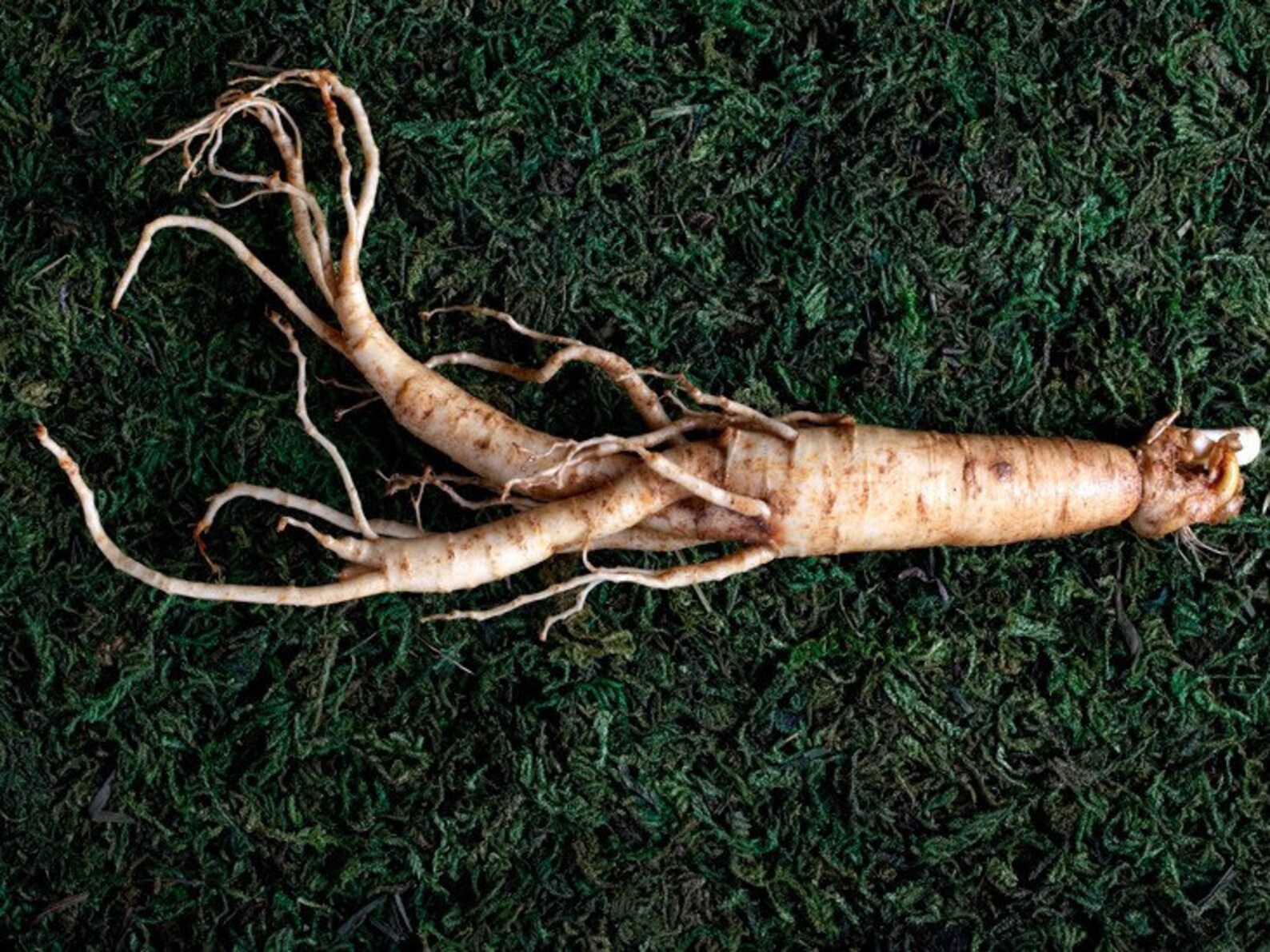 3 American Ginseng Roots 3yr Old Bare Root Panax Quinquefolius Etsy