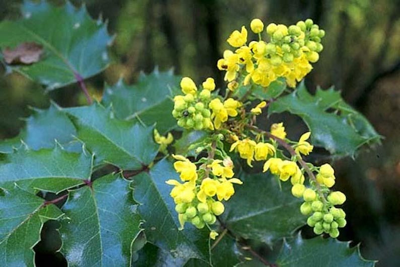 CaneCreekMeadows Oregon Grape Mahonia aquifolium Shrub - Thumbnail 3
