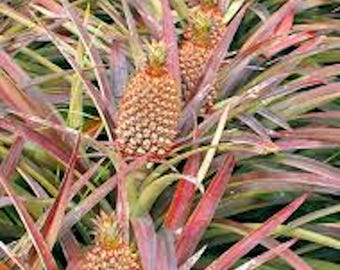 Ananas Red Florida Special (pineapple) Starter Plant **(ALL Plants Require  You to Purchase ANY 2 Plants!)** - Etsy