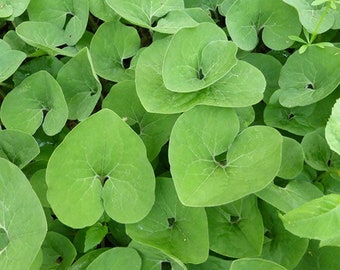 15 Wild Ginger Plants Bare Roots Asarum Canadense Organic Planting Stock Perennial