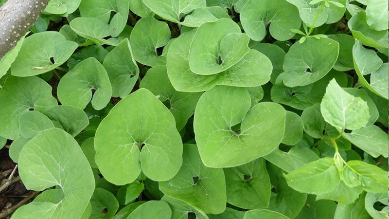 wild ginger plant