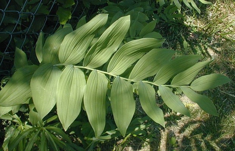 CaneCreekMeadows Solomon's Seal Plant - Thumbnail 5