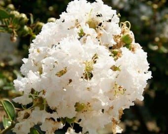 Könnte beinhalten: Nahaufnahme eines Clusters weißer Kreppmyrtenblüten in voller Blüte. Die zarten Blütenblätter sind zerzaust und geschichtet, wodurch ein strukturiertes Aussehen entsteht. Grüne Blätter und Knospen sind im Hintergrund zu sehen.