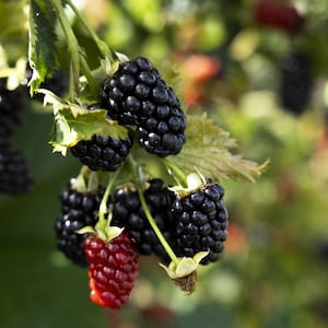 May include: Close-up of a blackberry bush with ripe, dark purple berries and green leaves. Some berries are still red, indicating they are not yet ripe. The background is blurred, suggesting a natural outdoor setting.
