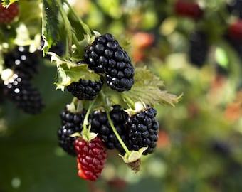 May include: Close-up of a blackberry bush with ripe, dark purple berries and green leaves. Some berries are still red, indicating they are not yet fully ripe. The background is blurred, suggesting a natural outdoor setting.