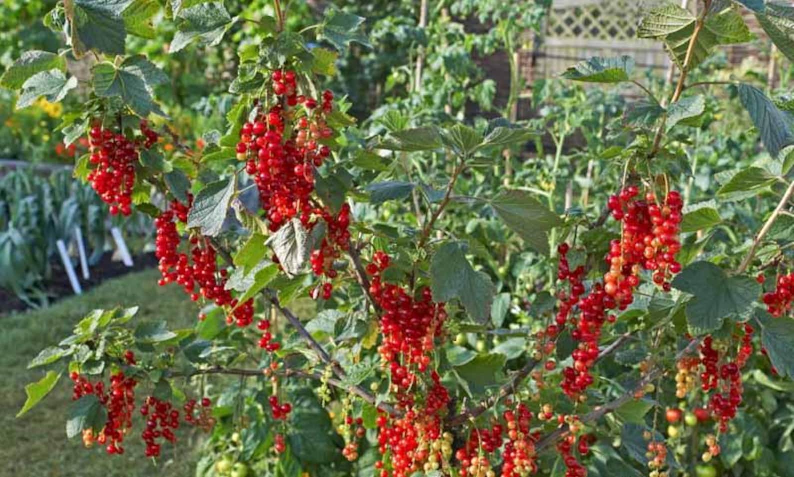 1 Red Currant Shrub Starter Plant Ribes Rubrum 6 12 Tall Etsy 1-red-currant-shrub-starter-plant-ribes-rubrum-6-12-tall-etsy