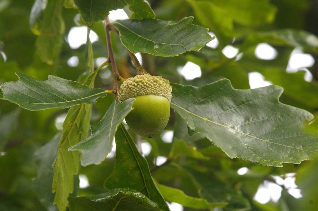 3 Chinkapin Oak Tree 12-24" Quercus Muehlenbergii Bare Root Starter ...