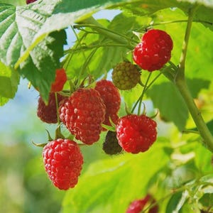 May include: Close-up of a raspberry bush with vibrant red, ripe raspberries. The image shows several clusters of the berries, some still green, hanging from green stems and leaves. The background is blurred, suggesting a sunny day.