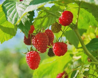 May include: Close-up of a raspberry bush with vibrant red, ripe raspberries. The image shows several clusters of the berries, some still green, hanging from green stems and leaves. The background is blurred, suggesting a sunny day.