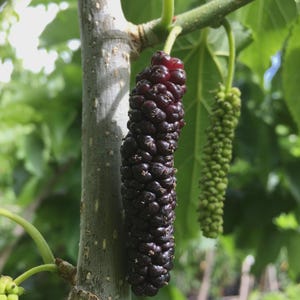 May include: Close-up of a dark purple mulberry fruit hanging from a tree branch. The fruit is elongated and composed of many small, round berries. A green, unripe mulberry is also visible. The tree trunk is gray and the background is blurred green.