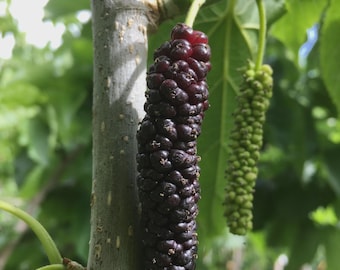 Könnte beinhalten: Nahaufnahme einer reifen, dunkelvioletten Maulbeere, die an einem Ast hängt. Die Frucht ist länglich und besteht aus vielen kleinen, runden Beeren. Eine grüne, unreife Maulbeere ist ebenfalls zu sehen. Der Baumstamm ist grau und der Hintergrund ist verschwommen grün.