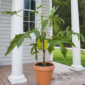 May include: A potted papaya tree with large, green, lobed leaves and several green and yellow fruits. The tree is in a terracotta pot, set on a concrete porch with white columns and a window in the background.