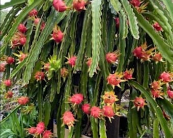 1 Edgars Baby Dragon Fruit Plant Starter Plug Hylocereus Hybrid