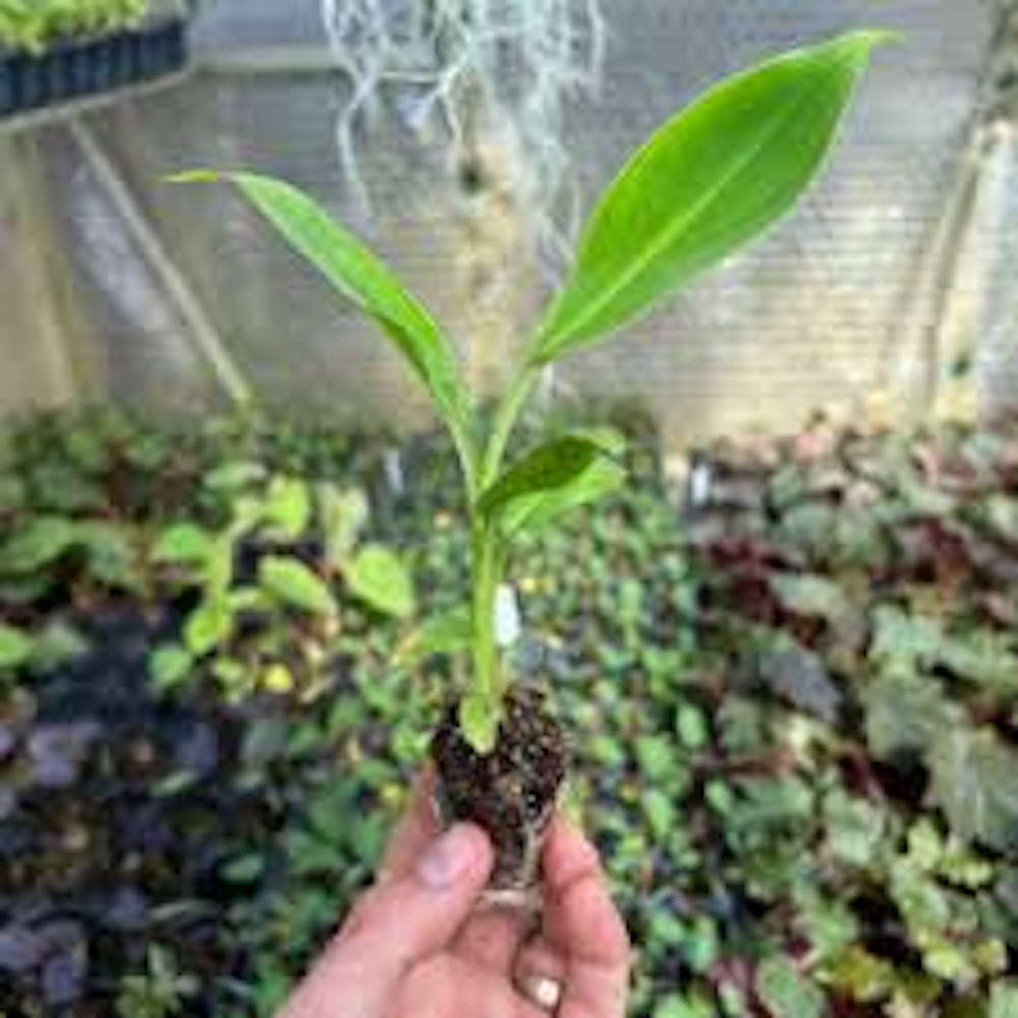 10 Double Mahoi Banana Musa Plant Edible Double Headed Dwarf Cavendish Starter Live Plant
