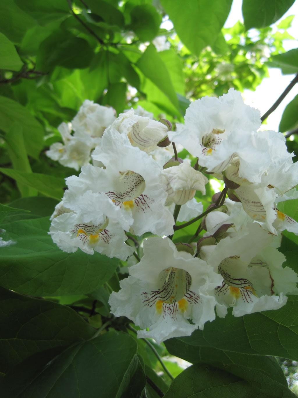 1 Northern Catalpa Tree Catalpa Speciosa Bare Root Starter Plant - Etsy
